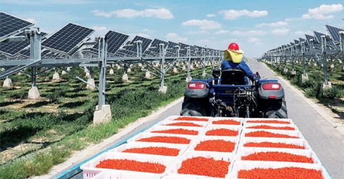 Зображення Сонячна електростанція на плантації ягід 